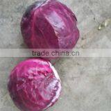 Farm Fresh Cabbage thumbnail-2