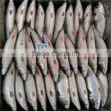 Frozen Blue Mackerel for Canning Seafood thumbnail-5
