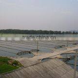 Gmp Factory Supply Organic Spirulina Tablet thumbnail-4