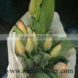 2016 High Quality Tulip Flower With Long Time, Fresh Cut Tulip From China thumbnail-6