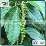 Cambodia Wholesale Black Pepper 500GL for Buyers thumbnail-4