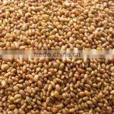 Alfalfa Seed thumbnail-1