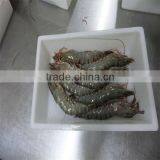 Frozen Shrimp and Rice thumbnail-1