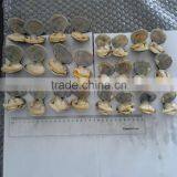 High Quality Vacum Packed Short Necked Clam thumbnail-5