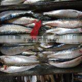 Super Quality and Competitive Price Canned Fish Sardine Frozen Sardine for Canning thumbnail-2