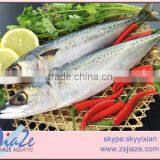 Mackerel W/R thumbnail-5