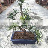 Podocarpus Macrophyllus Bosnai thumbnail-3