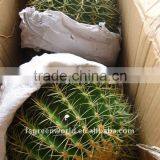 Echinocactus Grusonii Cactus Plants thumbnail-1