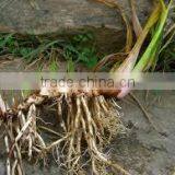 Acorus Calamus thumbnail-3