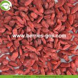 Factory Supply Nutrition Dried Lycium Berry