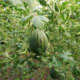 Watermelon F1 Hybrid Sweet Melon Seeds Fruit Seeds No.89 thumbnail-5