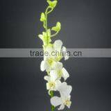 Gift Classical Decor Flower Orchid White thumbnail-3