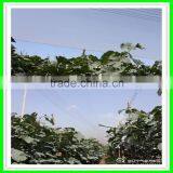 Yemen Selvage Anti Hail Net /100% Virgin HDPE Knitted Anti Hail Net thumbnail-6