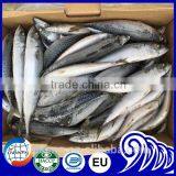 Asmak Frozen Seafood Whole Round Saba Mackerel thumbnail-1