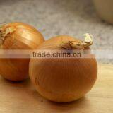 Fresh Yellow Onion thumbnail-1