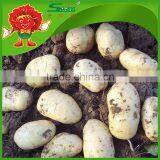 200-300g High Quality Fresh Potato Price Potato Prices in Europe thumbnail-2
