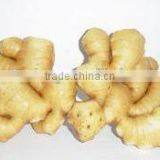 Supply Fresh Ginger and Air Dried Ginger thumbnail-4