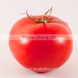 Supply High yield Chinese vegetable Pink Tomato Seeds