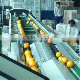 Peach Grading Machine Sorter Grader thumbnail-3