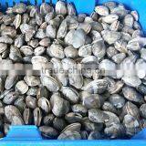 Vacuum Packed Short Necked Clam Size 51-60 thumbnail-2