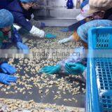IQF Short Necked Clam Meat Treated thumbnail-6