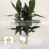 Dracaena Sanderiana Lotus 3 Pcs in One Pot thumbnail-6