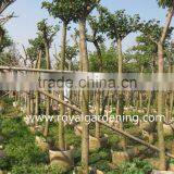 Bauhinia Variegata Landscaping Trees thumbnail-3