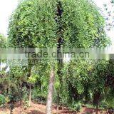 Sophora Japonica Trees thumbnail-1