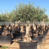 Olive Tree - Olea Europaea "Hojiblanca" thumbnail-2