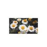 Chamomile Extract/Matricaria Chamonilla/German Chamomile thumbnail-1
