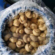 Whole Mushroom Slice Mushroom in Brine or in SO2 in Drum SETA Preservada en Tambor thumbnail-2