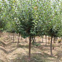 Red Plum With a Ground Diameter of 5 Cm, Cheap Price and High Survival Rate thumbnail-2