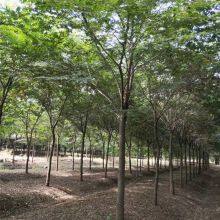 Prices of Beech Trees in Qingdao, Shandong. Base Quotation List. Low Selling Prices and High Survival Rates. thumbnail-2