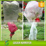 Grapes and Banana Are Packaged by pp Non Woven Fabric by Golden Nonwoven thumbnail-3