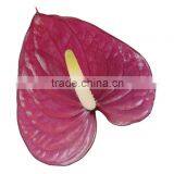Anthurium Flower & Plants thumbnail-6