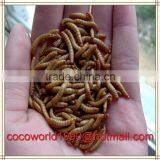 Mealworms Safe to Eat/pigeons Eat Mealworms/freeze Mealworms thumbnail-2