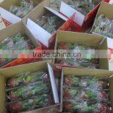 Fresh Dragon Fruit Sweet