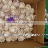 2013 crop red garlic