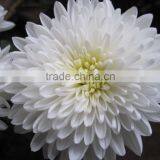 High Germination Rate Chrysanthemum Seeds For Gardening Cultivation