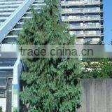 Natural Chamaecyparis Noo. Pendula Plant