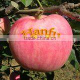 China Supplier of Fresh Red Delicious Bulk Fresh Apples Hanfu Apple Products thumbnail-3
