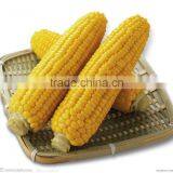 China Good Price Canned Sweet Corn Whole Brand OEM