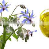 Best Price and Quality Cold Pressed Organic Borage Oil Bulk Plant Extract thumbnail-2