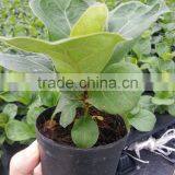Ficus Lyrata thumbnail-1