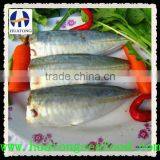 HGT Horse Mackerel Seafood Mackerel thumbnail-1