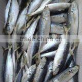 Competitive Wholesale Fish Horse Mackeral thumbnail-1