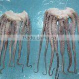 For BBQ 2-4 Kgs Frozen Giant Squid Tentacles thumbnail-1