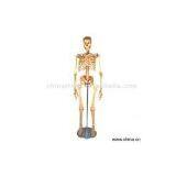 Sell Manikin Human Skeleton thumbnail-1
