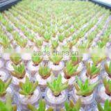 Bj Nature company overview - view 3 thumbnail