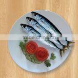 Round Scad Whole Round